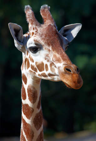 Giraffeの写真素材