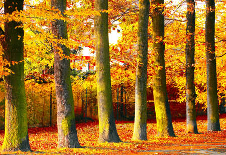 Autumn colours on treesの写真素材