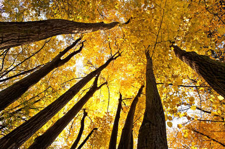 Beech forestの写真素材