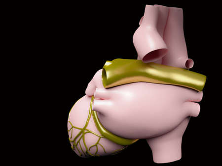 Model of artificial human heartの写真素材