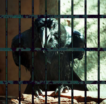 Common Raven  の写真素材