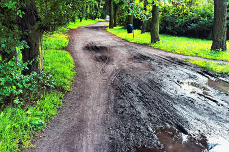 Road in the parkの写真素材