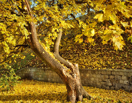 Solitary tree
