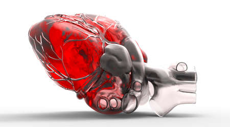 Model of human heartの写真素材