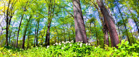 Spring time in parkの写真素材