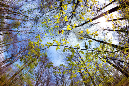 Spring time in park