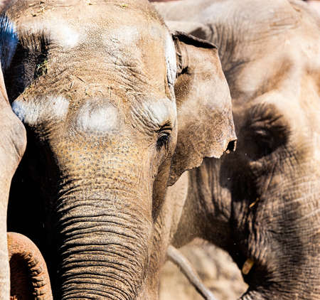 Elephant skinの写真素材