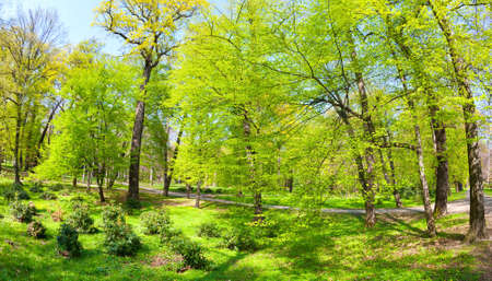 Spring time in park