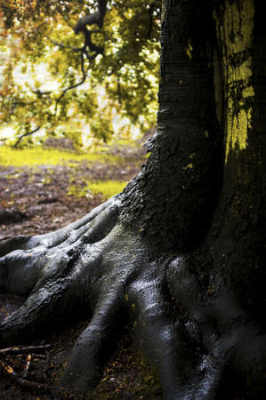 oak