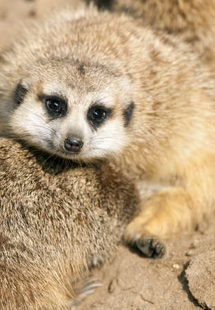 Meerkatの写真素材