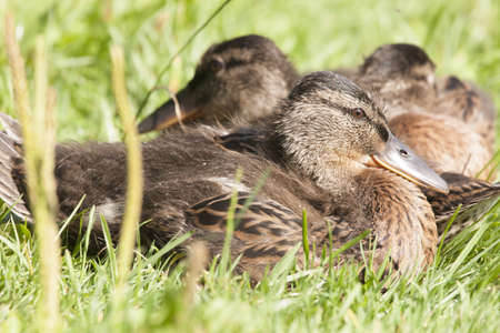 Cute ducklingsの写真素材