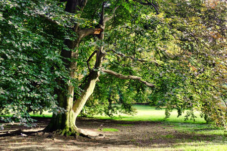 Oak tree after rainの写真素材