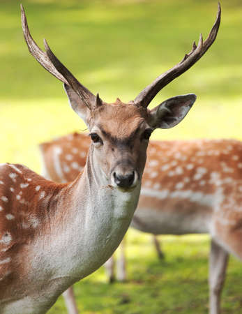Large whitetail buckの写真素材