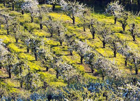 Beautiful apple orchardの写真素材
