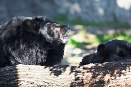 Bear in its habitat