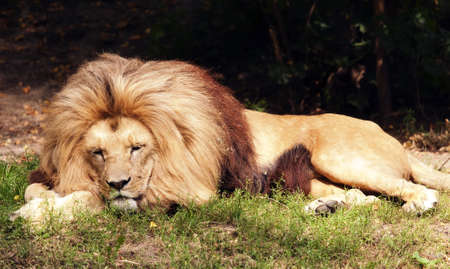 Lion the kingの写真素材