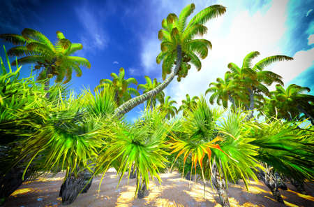 Hawaiian paradiseの写真素材
