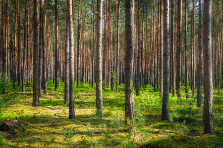 Forest in Poland