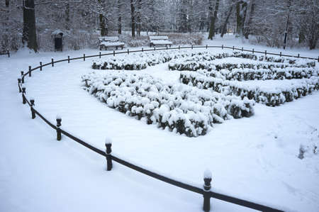 Winter park covered with fresh  snowの写真素材