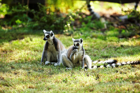 Cute lemur kataの写真素材
