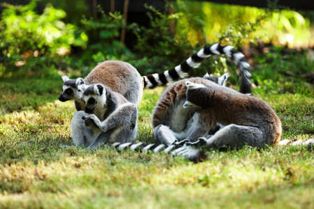 Cute lemur kataの写真素材