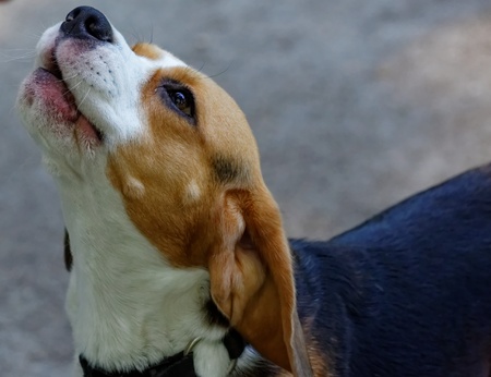 Cute beagle dogの写真素材