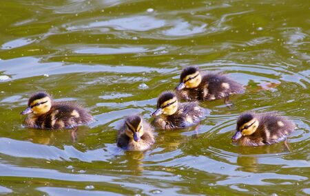 Cute ducklings in the pondの写真素材