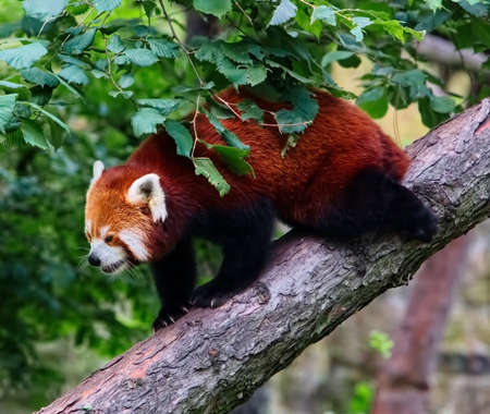 Red panda ( Ailurus fulgens) in wildernessの写真素材