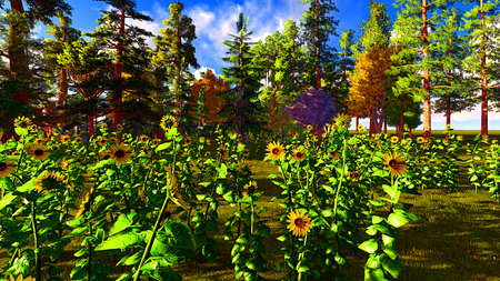 Sunflowers near the summer forestの写真素材