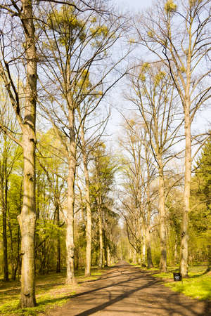  beautiful spring park in sunshineの写真素材