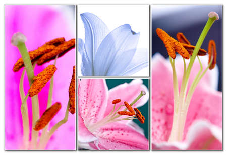 Lily flowers collageの写真素材