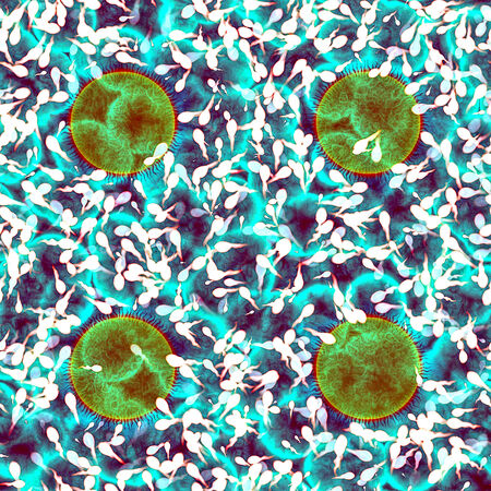 Human Fertalizationの写真素材