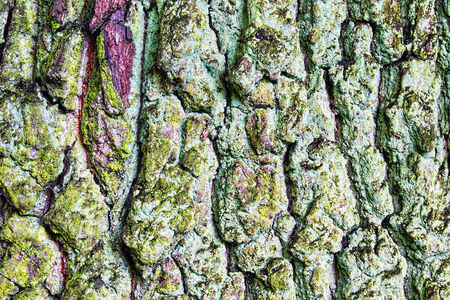 rugged bark of a treeの写真素材