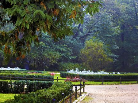 Autumnal treesの写真素材