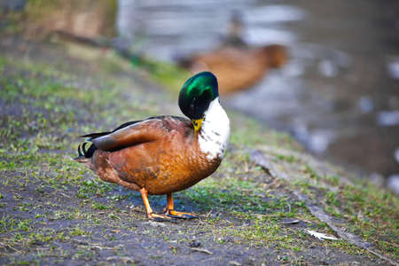 cute mallardの写真素材