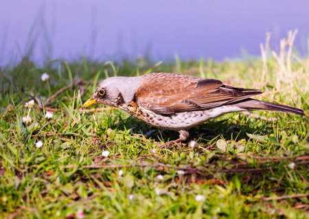Small bird on grassの写真素材