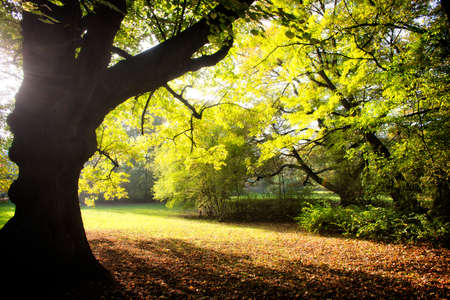 Park with lush vegetation in spring timeの写真素材