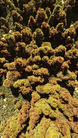 Aerial view of forested areaの写真素材