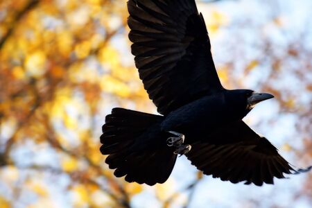 Black bird in flight up closeの写真素材