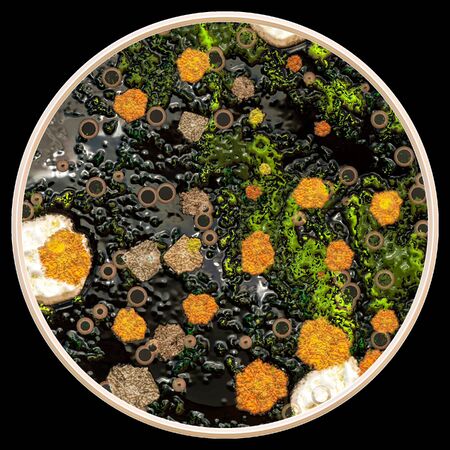 Lichen and fungi on the petri dish