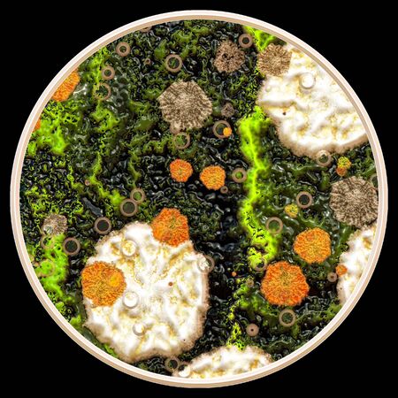 Lichen and fungi on petri dish