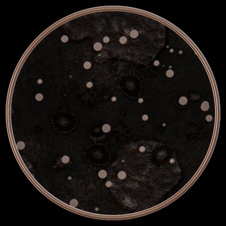 Lichen and fungi on petri dish