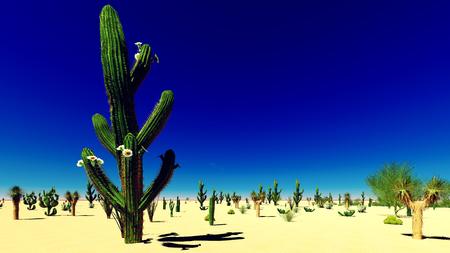 American desert at beauiful sunsetの写真素材