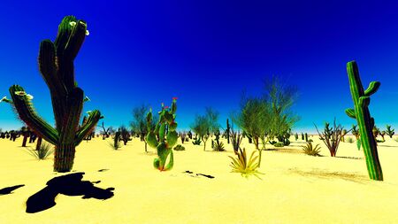 American desert at beauiful sunsetの写真素材