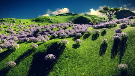 Lavender fields in the eveningの写真素材