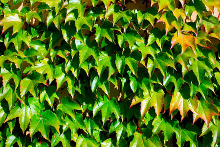 Lush wall of ivy background