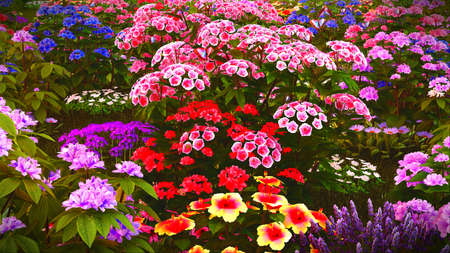 Summer wildflowers on lush meadow