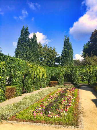 Columns grown in the garden by ivyの写真素材