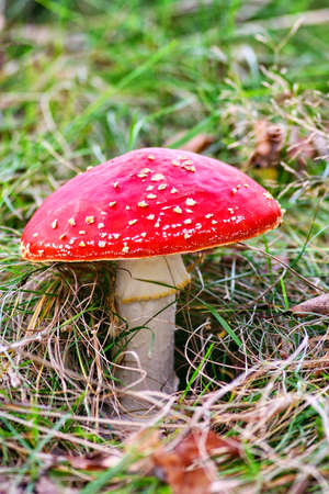 Toadstool isolated on the grass