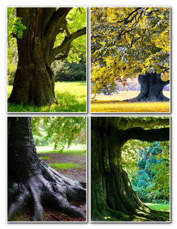 magnificent ancient oak in forestの写真素材